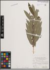 Foto von Salix cinerea L. x Salix viminalis L.
